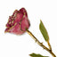 Gold Dipped Dusty Pink Rose With Lacquer Coating - Larson Jewelers