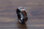 KONY Black Titanium Polished Beveled Edges Black Walnut Wood Inlaid Men’s Wedding Ring - 6mm & 8mm